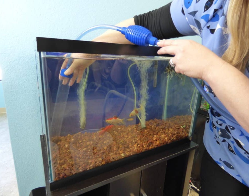 Hands-on aquarium care